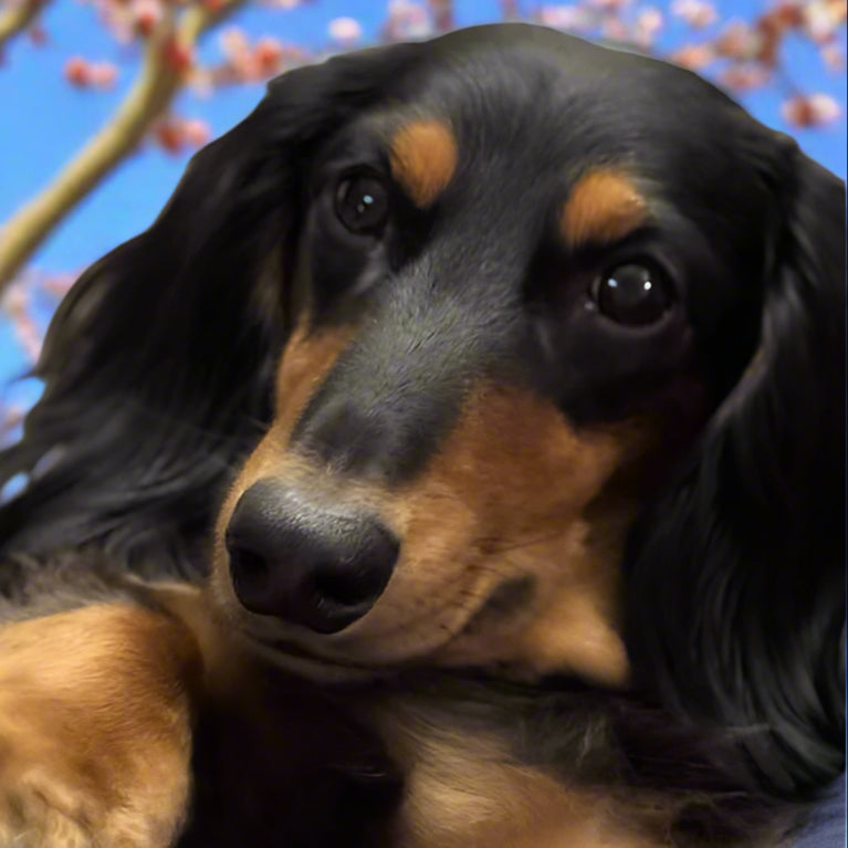 PREORDER: Count Dachula