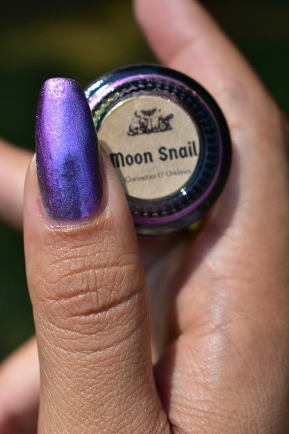 PREORDER: Moon Snail