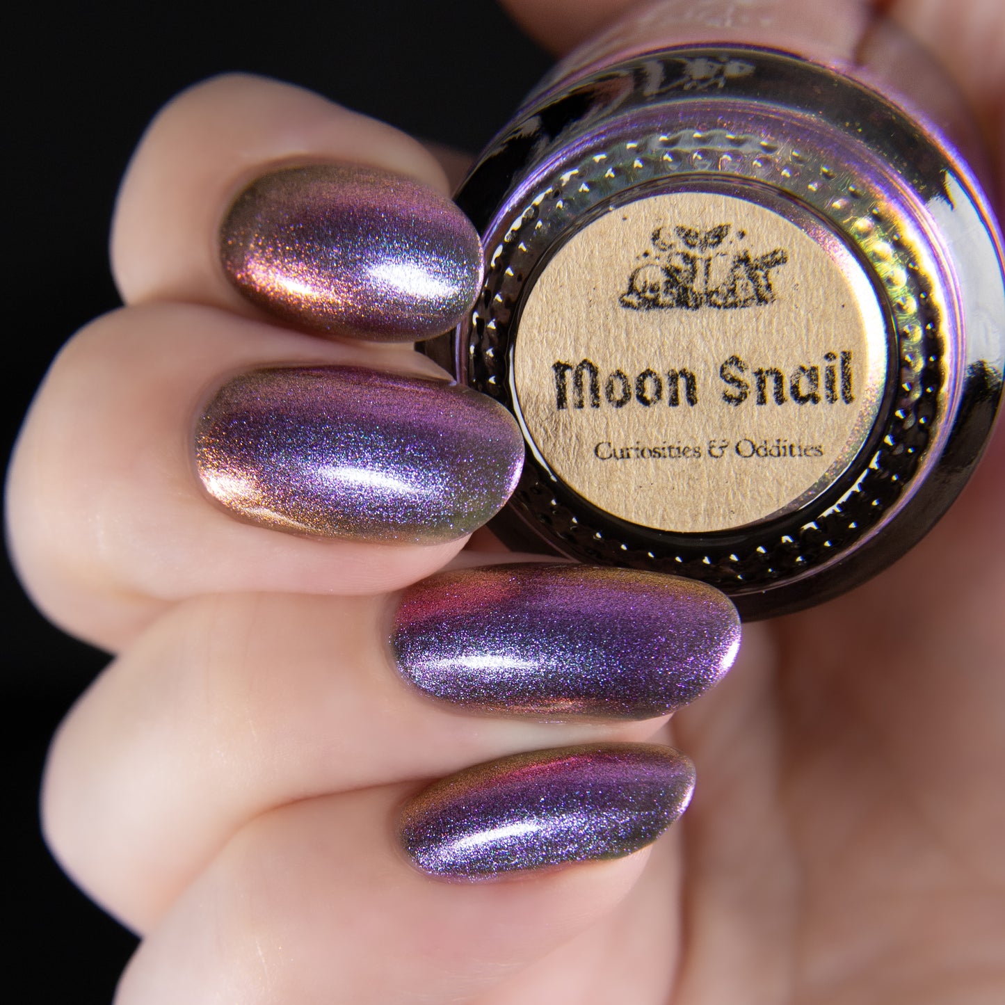 PREORDER: Moon Snail